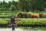 Лошади на реке