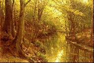 A woodland stream