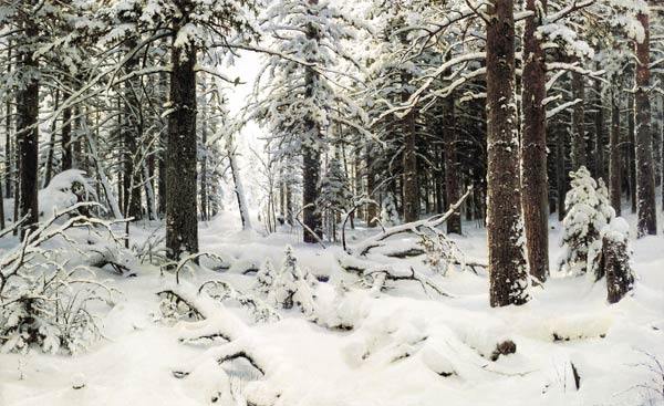зима снег дерево сосна лес