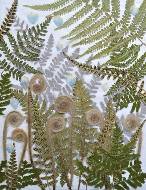 . Fern.