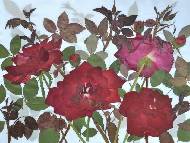   . Garden roses.