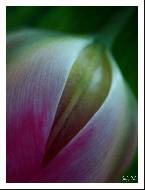 erotic tulip