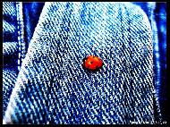 Ladybird