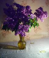 Still life with lilac