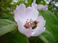 Flowering quince