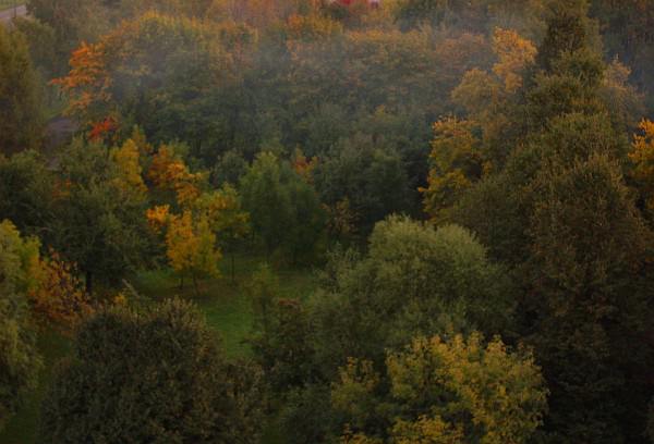 осень, вечер, деревья, листва