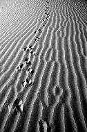 India, Sam Desert