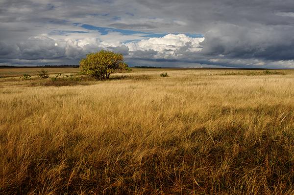 , , , , , , autumn, tree, field, clouds, TDAdiz