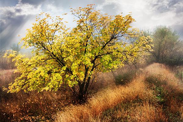 , , , autumn, tree, TDAdiz