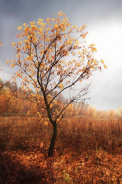 , , , autumn, tree, TDAdiz
