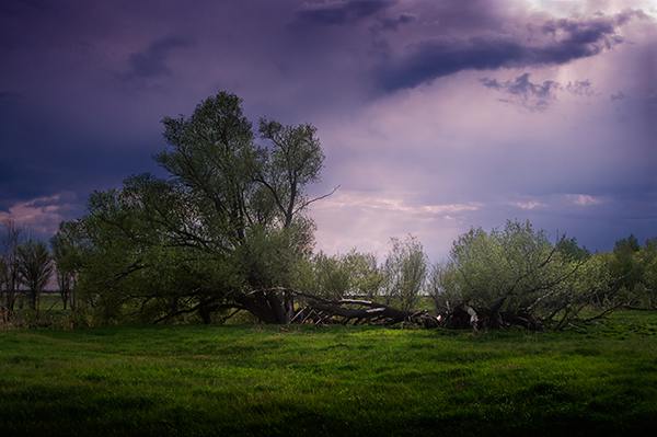 , , , tree, clouds, TDAdiz