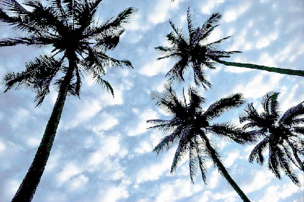пальма дерево небо облако
