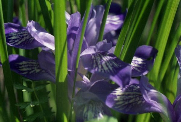 Nature. Flowers.