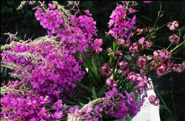 Still life. Flowers