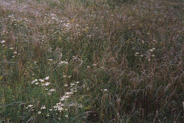 Tsurikova Ekaterina,.Russian field,.Nature.