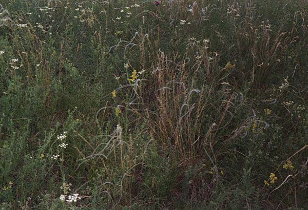 Tsurikova Ekaterina,.Russian field,.Nature.