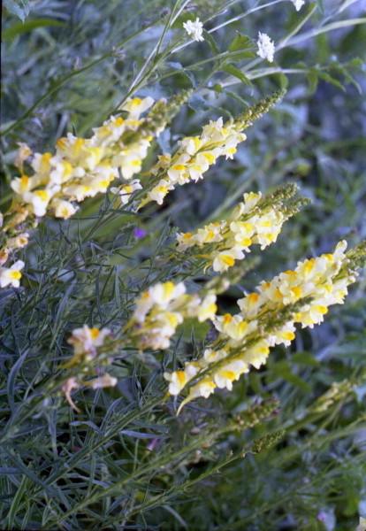 tsurikova ekaterina,.nature,.flowers,.from series golden altay.