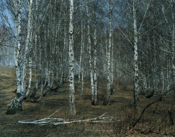 nature, birch, landscape, series, tsurikova ekaterina.