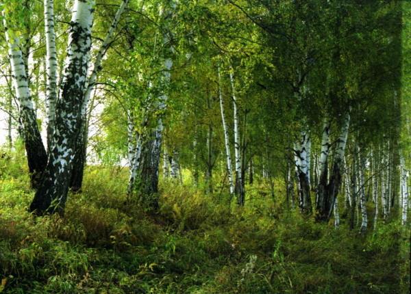 nature, series,birch,landscape, tsurikova ekaterina.