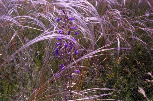 Landscape,from series,nature,russian,feather grass, ,,,, .