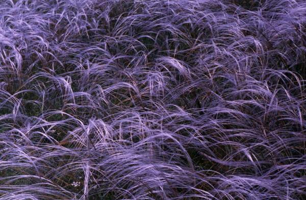 From series,russian,feather grass,nature,landscape,,, , ,, 