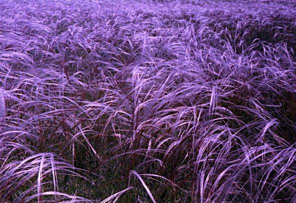 From series,russian,feather grass,nature,landscape,Altay,,, , ,, 