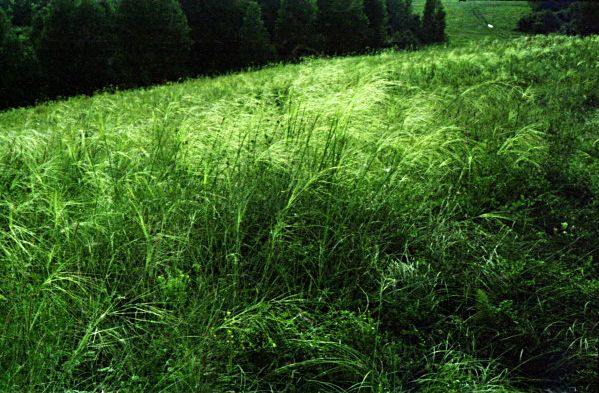 From series,russian,feather grass,nature,landscape,Altay,Tsurikova Ekaterina,,, , ,, 