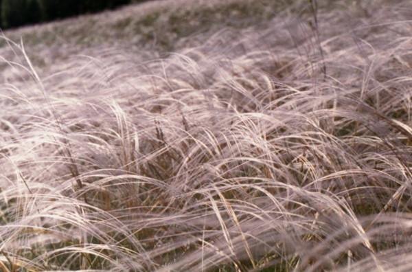 From series,russian feather grass,nature,landscape,Altay,Tsurikova Ekaterina,,, , ,, 