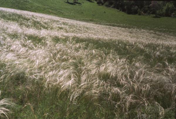 From series,russian feather grass,nature,landscape,Altay,Tsurikova Ekaterina,,, , ,, 