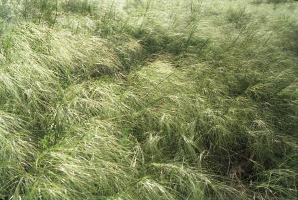 From series,russian feather grass,nature,landscape,Altay,Tsurikova Ekaterina,,, , ,, 