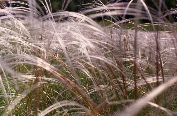 From series,russian feather grass,nature,landscape,Altay,Tsurikova Ekaterina,,, , ,, 