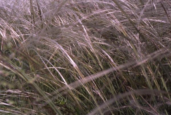 From series,russian feather grass,nature,landscape,Altay,Tsurikova Ekaterina,,, , ,, 