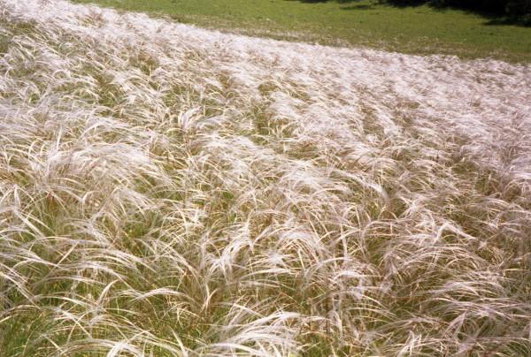 From series,russian feather grass,nature,landscape,Altay,Tsurikova Ekaterina,,, , ,, 