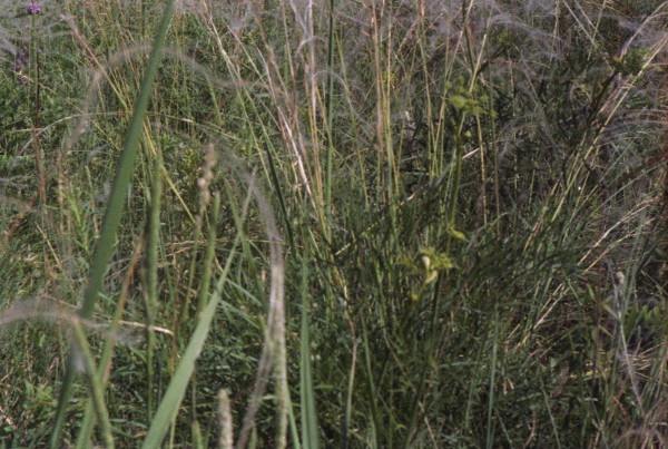 From series,russian feather grass,nature,landscape,Altay,Tsurikova Ekaterina,,, , ,, 