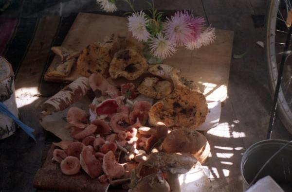 still life,mushrooms,series,,, 