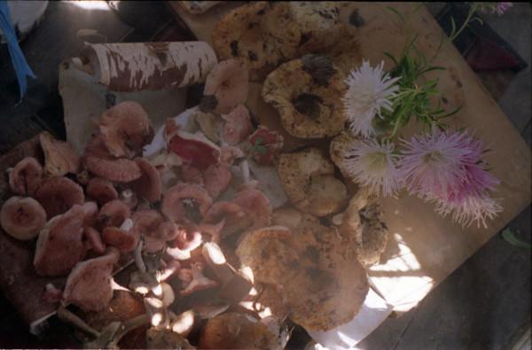 still life,colour,forest,mushrooms,series,Tsurikova Ekaterina,,,, , 