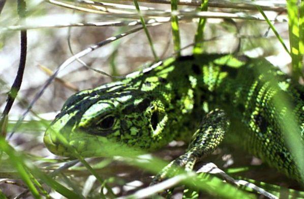 Macro,lizard,color,green,nature,Altay,,,,, , ,