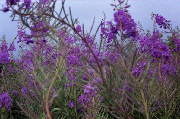 Nature,russian landscape,flowers of Altay,color,-,, ,-, , ,