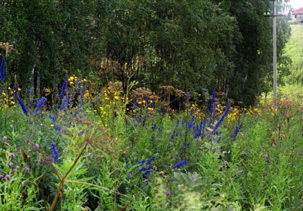 Nature-landscape,field flowers,colour,forest,house,summer,-,, ,,,, ,