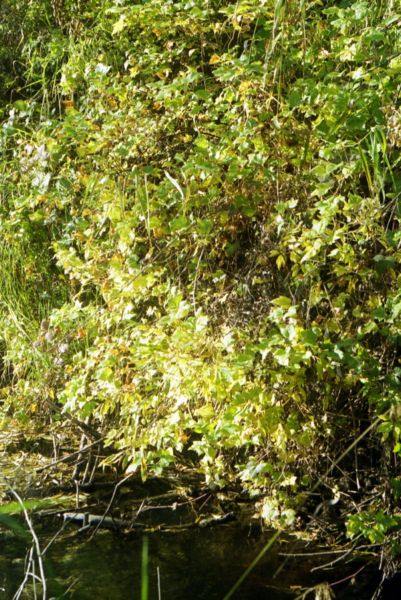 Nature,landscape,river,autumn,golden Altay,colour,,, ,,  , ,