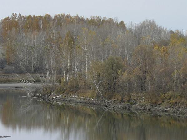        nature altay birch-tree river forest 