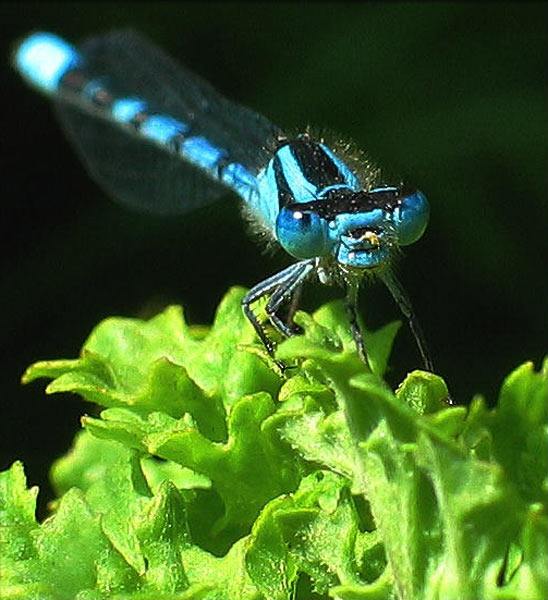 Blue Damsel 