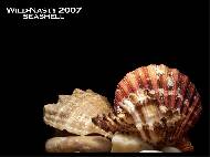 SeaShelles