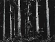 Redwoods, Bull Creek Flat, Northern California 