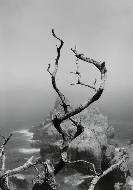 Twisted tree, Lobos State Park, California