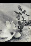 Trois etudes de fleurs, 1935