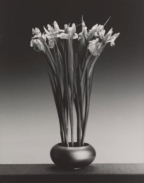   ROBERT MAPPLETHORPE 