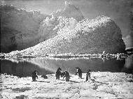 Penguins in the pack-ice. 1910-1913